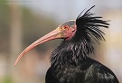 Rischio estinzione ibis eremita